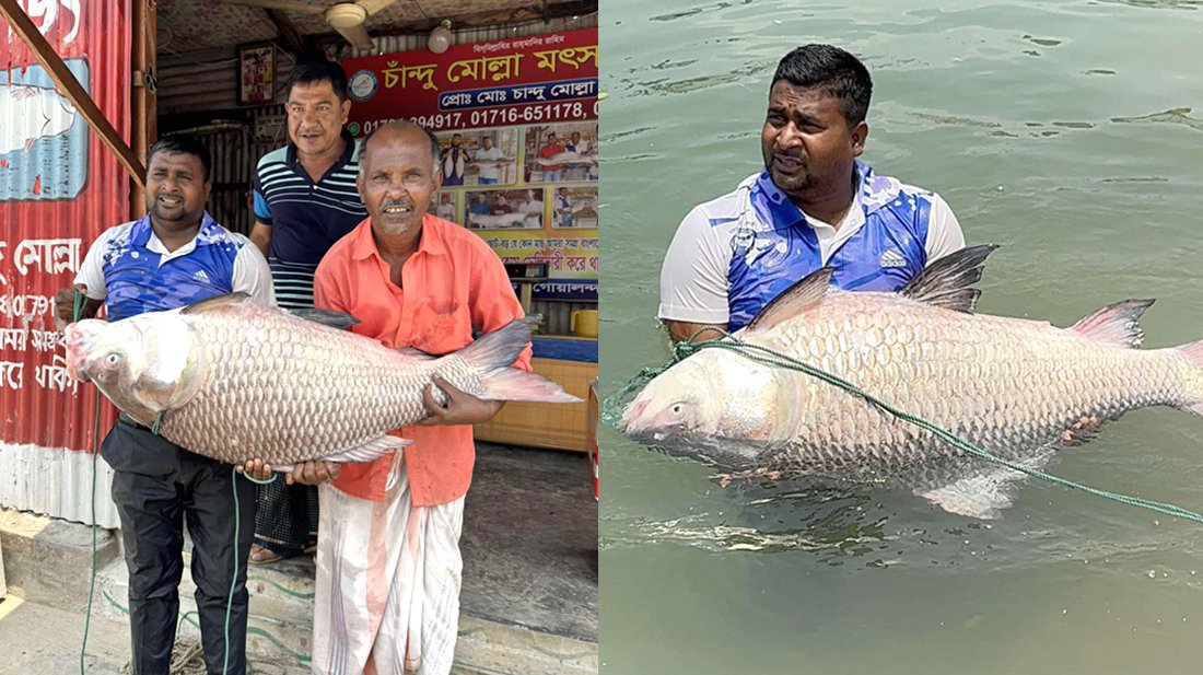 পদ্মা নদীতে জেলের জালে অর্ধলক্ষ টাকা দামের কাতল